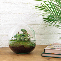 terrarium kit dome plantes vertes jardin bouteille 20 cm 3 19ia | jardinna