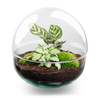 terrarium kit dome plantes vertes jardin bouteille 20 cm default title 96rl | jardinna