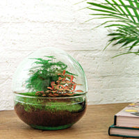 terrarium kit dome rouge jardin bouteille 20 cm 3 | jardinna