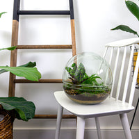 terrarium kit dome xl jardin bouteille 30 cm 1 96xa | jardinna