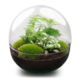 terrarium kit dome xl jardin bouteille 30 cm default title 04jv | jardinna