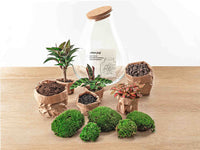 terrarium kit drop xl palm jardin bouteille 37 cm 2 | jardinna