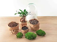 terrarium kit egg xl bonsai jardin bouteille 30 cm 2 17ym | jardinna