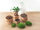 terrarium kit egg xl bonsai jardin bouteille 30 cm 2 17ym | jardinna