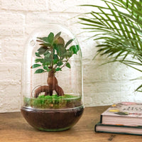 terrarium kit egg xl bonsai jardin bouteille 30 cm 2 | jardinna