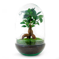 terrarium kit egg xl bonsai jardin bouteille 30 cm default title 1 | jardinna