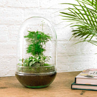 terrarium kit egg xl jardin bouteille 30 cm 1 54kw | jardinna