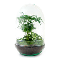terrarium kit egg xl jardin bouteille 30 cm default title 1 | jardinna