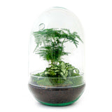 terrarium kit egg xl jardin bouteille 30 cm default title 1 | jardinna
