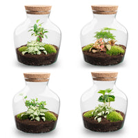 terrarium kit little mike jardin bouteille 21 cm 1 | jardinna