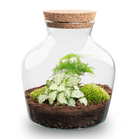 terrarium kit little mike jardin bouteille 21 cm asparagus fittonia white 1 | jardinna