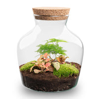 terrarium kit little mike jardin bouteille 21 cm asparagus ruby lime 1 | jardinna