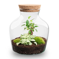 terrarium kit little mike jardin bouteille 21 cm bonsai fittonia white 1 | jardinna