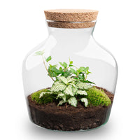 terrarium kit little mike jardin bouteille 21 cm hedera fittonia white 05an | jardinna