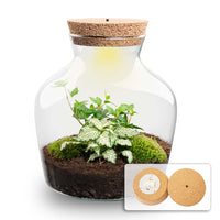 terrarium kit little mike jardin bouteille led 21 cm default title 05lp | jardinna