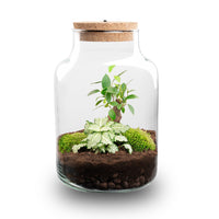 terrarium kit little rebecca jardin bouteille led 25 cm bonsai white fittonia 1 | jardinna