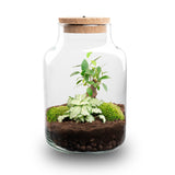 terrarium kit little rebecca jardin bouteille led 25 cm bonsai white fittonia 1 | jardinna