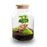 terrarium kit little rebecca jardin bouteille led 25 cm red fittonia coffea 1 | jardinna