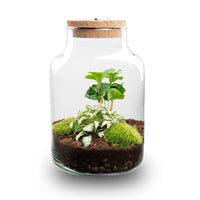 terrarium kit little rebecca jardin bouteille led 25 cm white fittonia coffea 1 | jardinna