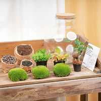 terrarium kit lucas bonsai jardin bouteille 30 cm 3 | jardinna