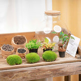 terrarium kit lucas bonsai jardin bouteille 30 cm 3 | jardinna
