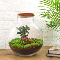 terrarium kit lucas bonsai jardin bouteille 30 cm 4 | jardinna