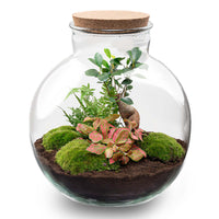 terrarium kit lucas bonsai jardin bouteille 30 cm non 1 | jardinna