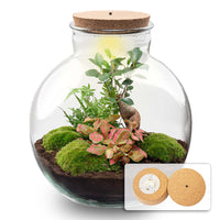 terrarium kit lucas bonsai jardin bouteille 30 cm oui 1 | jardinna