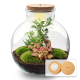 terrarium kit lucas bonsai jardin bouteille 30 cm oui 1 | jardinna