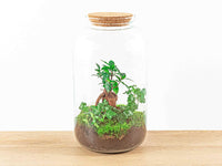 terrarium kit lucas ficus ginseng bonsai jardin bouteille 43 cm 2 79fr | jardinna