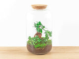 terrarium kit lucas ficus ginseng bonsai jardin bouteille 43 cm 2 79fr | jardinna
