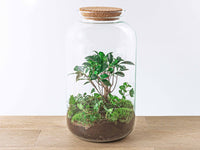 terrarium kit lucas ficus ginseng bonsai jardin bouteille 43 cm default title 1 | jardinna