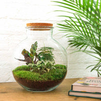 terrarium kit lucas jardin bouteille 30 cm 2 28zy | jardinna