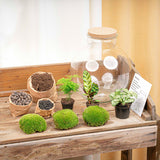 terrarium kit lucas jardin bouteille 30 cm 3 22ob | jardinna