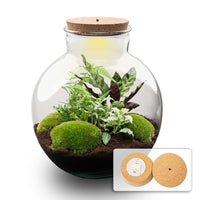 terrarium kit lucas jardin bouteille 30 cm oui 07ec | jardinna
