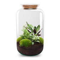 terrarium kit lucas xl led plantes botaniques jardin bouteille 43 cm 1 21wa | jardinna