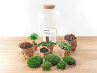 terrarium kit lucas xl led plantes botaniques jardin bouteille 43 cm 2 73mr | jardinna