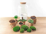 terrarium kit lucas xl led plantes botaniques jardin bouteille 43 cm 2 73mr | jardinna