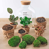 terrarium kit mike fat coffea jardin bouteille 30 cm 2 | jardinna