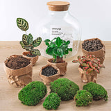 terrarium kit mike fat coffea jardin bouteille 30 cm 2 | jardinna