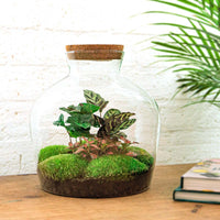 terrarium kit mike fat coffea jardin bouteille 30 cm 3 | jardinna