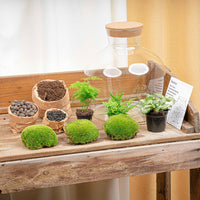 terrarium kit mike fat green jardin bouteille 30 cm 3 | jardinna