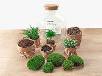 terrarium kit mike fat green jardin bouteille 30 cm 4 89er | jardinna