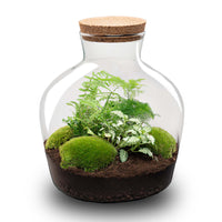 terrarium kit mike fat green jardin bouteille 30 cm non 1 | jardinna