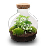 terrarium kit mike fat green jardin bouteille 30 cm non 1 | jardinna