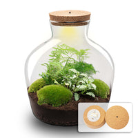 terrarium kit mike fat green jardin bouteille 30 cm oui 1 | jardinna