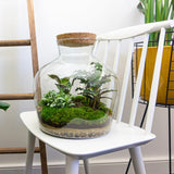 terrarium kit mike fat jardin bouteille 30 cm 4 19ft | jardinna