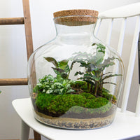terrarium kit mike fat jardin bouteille 30 cm 5 18qa | jardinna