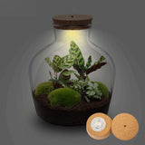terrarium kit mike fat jardin bouteille 30 cm 6 59kn | jardinna