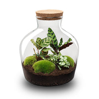 terrarium kit mike fat jardin bouteille 30 cm non 1 | jardinna